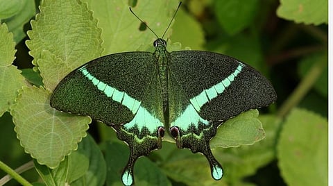 காமன் பேண்டட் பீகாக்