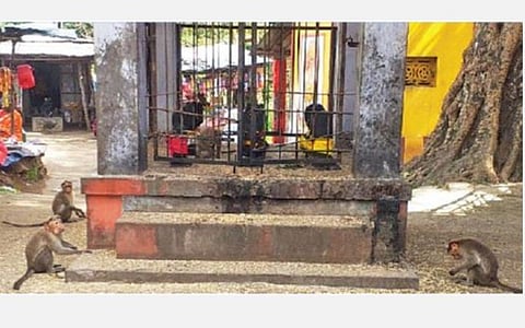 கம்பம் அருகே சுருளி அருவி அருகே அமைந்துள்ள கோயில் பகுதியில் சிதறி கிடக்கும் நவதானியங்களை உண்ணும் குரங்குகள் (அடுத்த