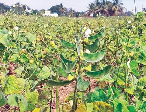 ஓசூர் வட்டம் மத்தம் அக்ரஹாரம் பகுதியில் மானாவாரியில் பயிரிடப்பட்டுள்ள மொச்சை அவரை. படம்: ஜோதி ரவிசுகுமார்