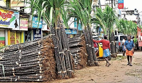 திருநெல்வேலியில் மழைக்கு மத்தியிலும் பொங்கல் பொருட்கள் விற்பனை களைகட்டத் தொடங்கியுள்ளது. டவுன் மேற்கு ரத வீதியில் விற்பனைக்காக வந்திறங்கியுள்ள கரும்புகள். படம்: மு. லெட்சுமி அருண்.