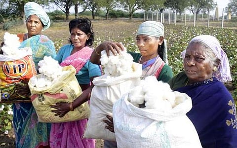 பருத்தி கொள்முதல்: 1617979 விவசாயிகளுக்கு ரூ 24399.63 கோடி விநியோகம்