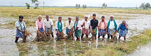தஞ்சாவூர் மாவட்டம் ஒரத்தநாடு அருகே குலமங்கலம் பகுதியில் அறுவடைக்கு தயாரான சம்பா பயிர்கள் மழைநீரில் மூழ்கியுள்ளதைக் காட்டும் விவசாயிகள்.