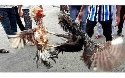 சேவல்கட்டை அனுமதிக்க ஏன் அரசு தயங்குகிறது?
