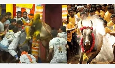 உலக பிரசித்தி பெற்ற பாலமேடு ஜல்லிக்கட்டு தொடங்கியது: சீறிப் பாய்ந்த காளை முட்டியதில் மாடுபிடி வீரர் படுகாயம்