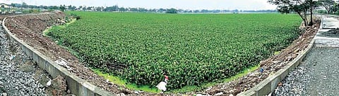 அதிக அளவில் ஆகாயத்தாமரை படர்ந்து காணப்படும் கோவை முத்தண்ணன் குளம். படம்: ஜெ.மனோகரன்
