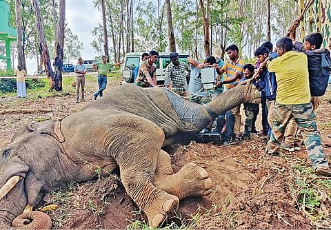 கிருஷ்ணகிரி மாவட்டம் ஓசூர் அருகே லாரி மோதியதில் படுகாயமடைந்த ஆண் யானைக்கு அய்யூர் காப்புக்காட்டில் சிகிச்சை அளித்த வனத்துறை மருத்துவக்குழுவினர்.