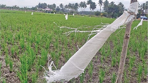கொக்குகளால் இளம் நாற்றுகள் பாதிப்பு: வெள்ளைக்கொடி மூலம் வயல்களை காக்கும் விவசாயிகள்