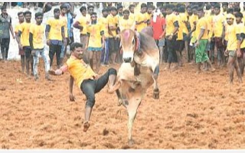 சிராவயல் மஞ்சுவிரட்டு விழாத் துளிகள்