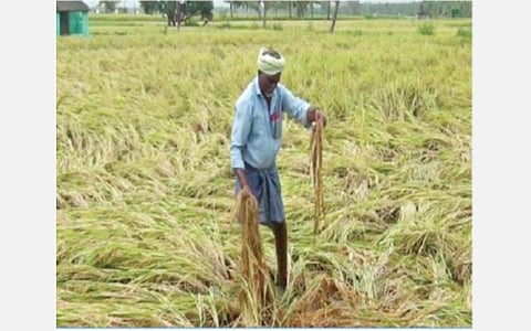 தொடர் மழையால் ராஜபாளையம் அருகே தேவதானம் பகுதியில் நீரில் மூழ்கியுள்ள நெற்பயிர்கள்.