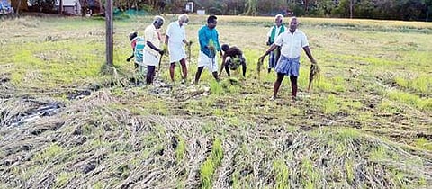 தஞ்சாவூர் அருகே அம்மாபேட்டையில் மழையின் காரணமாக வயலிலேயே முளைத்து வரும் நெற்கதிர்களை வேதனையோடு பார்க்கும் விவசாயிகள்.