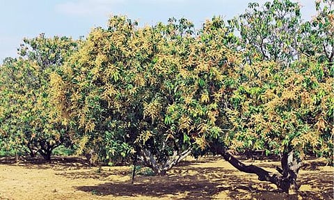 கிருஷ்ணகிரி மாவட்டம் சந்தூர் அருகே வேடர்தட்டக்கல் கிராமத்தில் உள்ள மாந்தோப்பில் பூக்களுடன் காணப்படும் மா மரங்கள்.