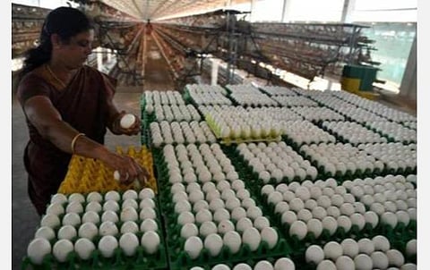 முட்டை விலை 20 காசுகள் சரிவு: கோழிப்பண்ணையாளர்கள் அதிர்ச்சி