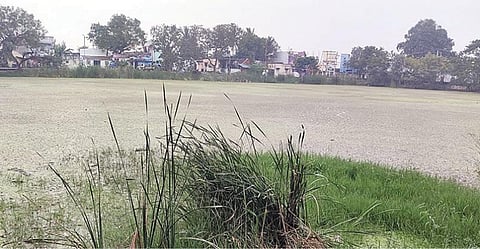 திருக்காலிமேட்டில் மஞ்சள்நீர் கால்வாயின் கழிவுநீர் கலந்து மாசடைந்துள்ள சின்ன வேப்பங்குளம்.
