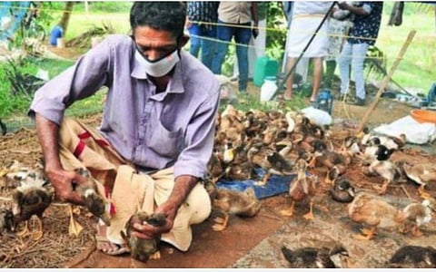 பறவைக்காய்ச்சல்; அழிக்கப்பட்ட பறவைகள், முட்டைகளுக்கு மத்திய அரசு இழப்பீடு