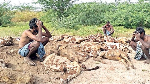 விளாத்திகுளம் அருகே வவ்வால்தொத்தி கிராமத்தில் உயிரிழந்த ஆடுகளைப்பார்த்து கதறி அழும் விவசாயிகள்.