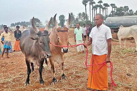 திருச்செங்கோடு அடுத்த காளிப்பட்டியில் நடைபெற்ற நாட்டு மாட்டுச்சந்தையில் விற்பனைக்கு கொண்டுவரப்பட்ட நாட்டு மாடுகள்.