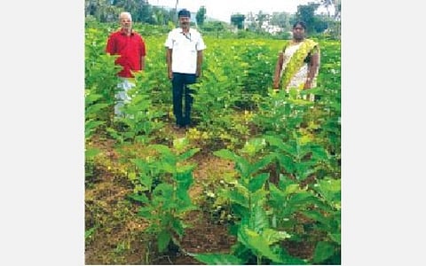 நத்தம் அருகே செந்துரையில் பட்டுப்புழு உணவுக்காக வளர்க்கப்படும் மல்பெரி செடிகள்.