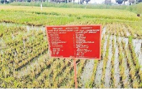 ராமநாதபுரம் வேளாண் அறிவியல் நிலையத்தில் பயிரிடப்பட்டுள்ள மாவட்டத்தின் பாரம்பரிய நெல் வகைகள்.
