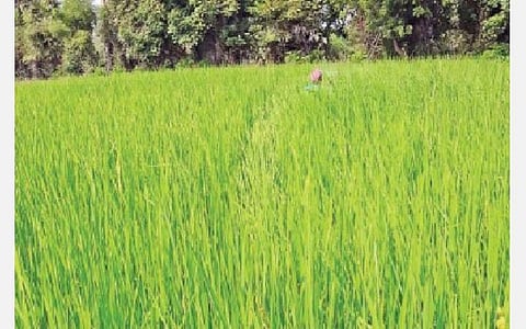 கல்லல் அருகே கீழப்பூங்குடியில் பயிரிடப்பட்ட மாப்பிள்ளை சம்பா.