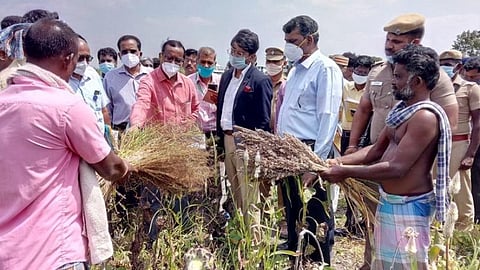 விருதுநகரில் மழையால் பாதிக்கப்பட்ட விவசாய நிலங்களில் மத்திய குழுவினர் நேரில் பார்வையிட்டு ஆய்வு