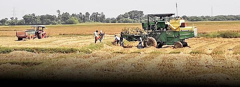 ஆட்டம் காட்டும் அறுவடை இயந்திரங்கள்: கலங்கி நிற்கும் கடலூர் விவசாயிகள்