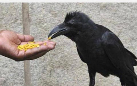 மாசிப் பிறப்பு... சனிக்கிழமை...காகத்துக்கு எள் சாதம்!