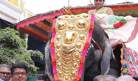 திருச்செந்தூர் அருள்மிகு சுப்பிரமணிய சுவாமி திருக்கோயில் மாசித் திருவிழாவை முன்னிட்டு கொடிப்பட்டம் வீதியுலா நடைபெற்றது.