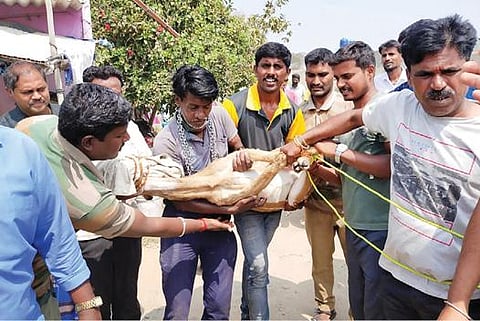 ஓசூர் நகரில் சுற்றித் திரிந்து பொதுமக்களிடம் சிக்கிய புள்ளி மான்.