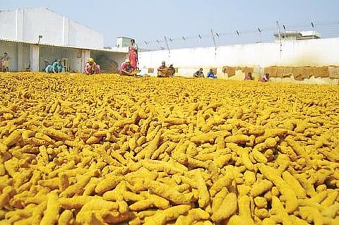 ஈரோட்டில் களத்தில் உலர வைக்கப்பட்டுள்ள மஞ்சள்.