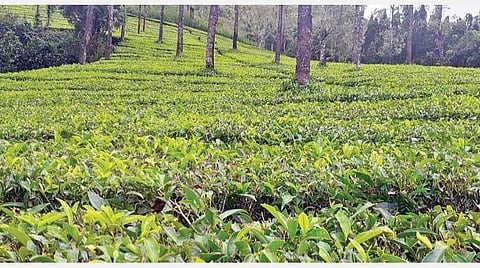 மேகமலையில் தனியார் தோட்டத்தில் பயிரிடப்பட்டுள்ள தேயிலைச் செடிகள்.
