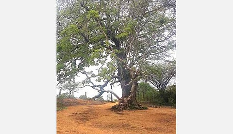 சிவகங்கை அருகே 22 அரை கிராமங்களின் நீதிமன்றம்: 500 ஆண்டு பழமையான இலுப்பை மரம்