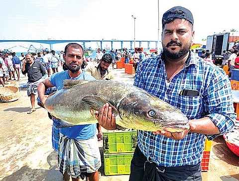பாம்பன் மீனவர் வலையில் சிக்கிய 40 கிலோ எடையுள்ள கோபியா மீன்.