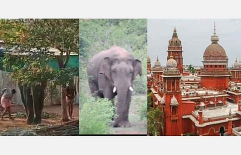 யானைகள் சித்திரவதை; தனியார், கோயில்களில் யானைகள் வளர்ப்பைத் தடுக்க கொள்கை முடிவு: உயர் நீதிமன்றம் பரிந்துரை