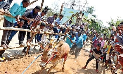 வாணியம்பாடி அடுத்த கிரிசமுத்திரத்தில் நேற்று எருது விடும் விழாவில் இலக்கை நோக்கி சீறிப்பாய்ந்து ஓடிய காளை. அடுத்த படம்: காட்பாடி அடுத்த வசந்தபுரம் நகரில் நேற்று நடந்த எருது விடும் விழாவில் சீறிப்பாய்ந்து ஓடிய காளை.