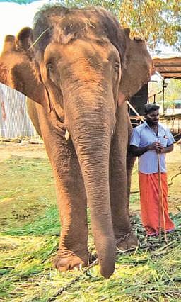 யானைகள் நலவாழ்வு முகாமில் பாகன்களால் தாக்கப்பட்ட ஸ்ரீவில்லிபுத்தூர் ஆண்டாள் கோயில் யானையை திரும்ப கேட்கும் அசாம் அரசு