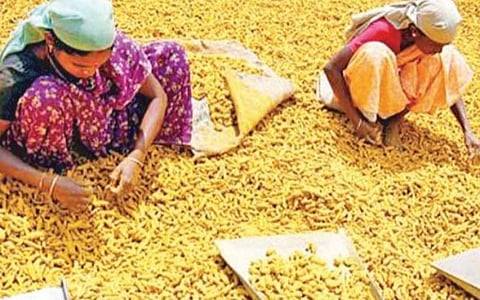 ஈரோடு சந்தையில் அதிகரிக்கும் விலை; மஞ்சள் விலை குவிண்டால் ரூ.9856-க்கு விற்பனை: விவசாயிகள் மகிழ்ச்சி