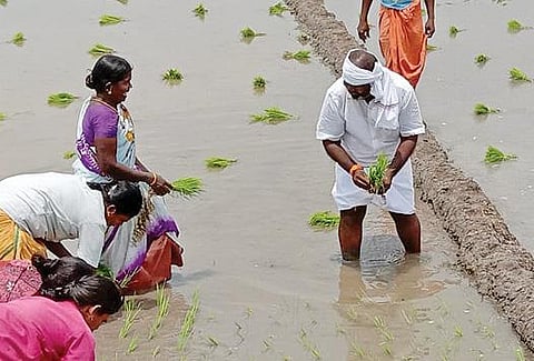 வயலில் நாற்று நட்டு விவசாய கூலித்தொழிலாளர்களிடம் ஆதரவு திரட்டிய அமைச்சர் ஆர்.பி.உதயகுமார்.