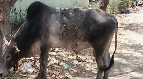 ஆசிட் காயத்துடன் சுற்றிதிரியும் மாடுகள்: மதுரையில் அதிகரிக்கும் விலங்குகளுக்கு எதிரான கொடூரம்