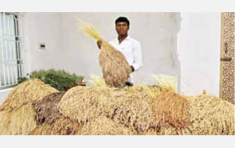 நெல் ஜெயராமன் பாரம்பரிய நெல் பாதுகாப்பு மையத்தில் 100 வகையான பாரம்பரிய நெல் ரகங்கள் அறுவடை
