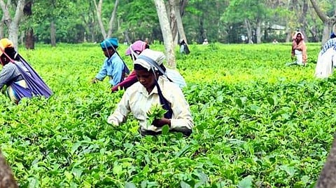 மேற்கு வங்க சட்டப்பேரவைத் தேர்தல் வெற்றியில் தவிர்க்க முடியாத தேயிலைத் தோட்ட தொழிலாளர்கள்: ஆதரவை தக்கவைக்க தீவிரம் காட்டும் திரிணமூல் காங்கிரஸ்
