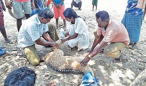 சேத்தியாத்தோப்பு அருகே மாமங்கலம் கிராமத்தில் நாய்கள் கடித்த மானுக்கு சிகிச்சை அளிக்கப்பட்டது.