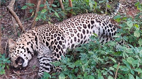 கோவை பரளிக்காடு அருகே வாகனம் மோதி உயிரிழந்த ஆண் சிறுத்தை.