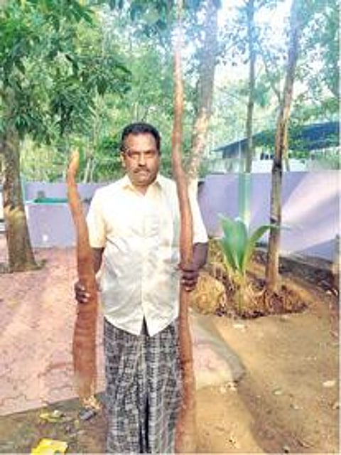 திருவட்டாறில் அறுவடையான 6 அடி நீள மரவள்ளி கிழங்குடன் விவசாயி.