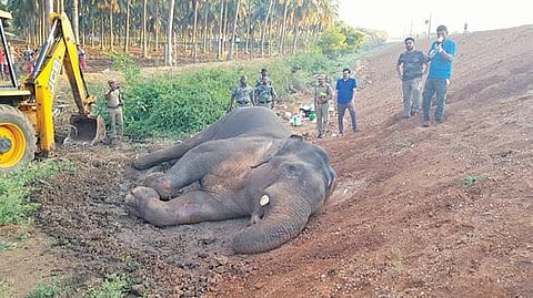 கோவை - பாலக்காடு இடையே கடந்த 5 ஆண்டுகளில் ரயிலில் அடிபட்டு 8 யானைகள் உயிரிழப்பு