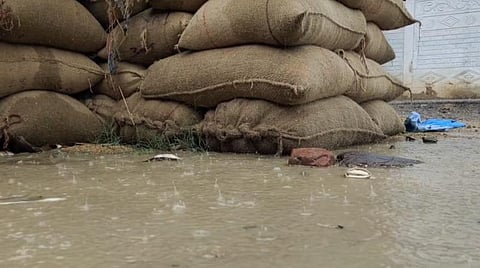 புதுக்கோட்டை மாவட்டம் அறந்தாங்கி அருகே வல்லவாரியில் மழைக்கு நனைந்த நெல் மூட்டைகள்.