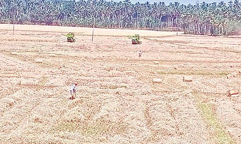 கன்னியாகுமரி மாவட்டம் இரணியலில் கும்பப்பூ சாகுபடியின்போது நடந்த இறுதிகட்ட நெல் அறுவடை பணி. (கோப்பு படம்)