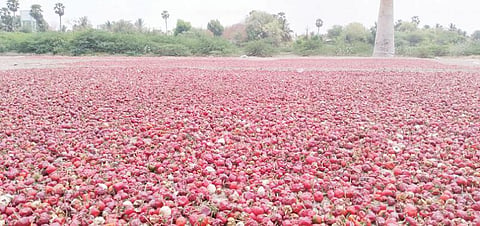 விளாத்திகுளம் பகுதியில் பறிக்கப்பட்ட குண்டு மிளகாய் பழங்கள் வைப்பாற்று மணலில் காய வைக்கப்பட்டுள்ளன.