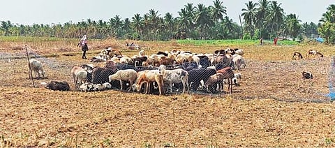 கொண்டப்ப நாயனப்பள்ளி கிராமத்தில் உள்ள விளைநிலத்தில் இயற்கை உரத்திற்காக மேய்ச்சலுக்கு விடப்பட்டுள்ள ஆடுகள். படம்: எஸ்.கே.ரமேஷ்