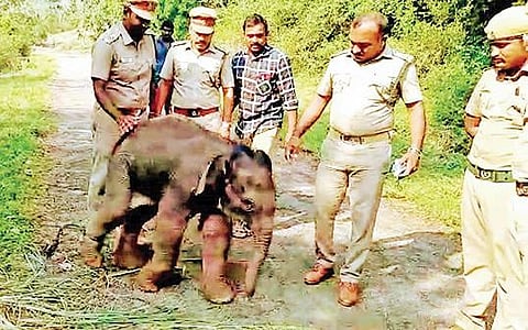 கிணற்றில் இருந்து குட்டி யானையை பத்திரமாக மீட்ட வனத்துறை அலுவலர்கள்