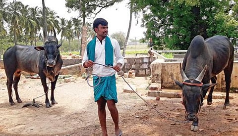 நாட்டு மாடுகள் வளர்ப்பில் ஈடுபட்டுள்ள பிரதீப்ராஜா.